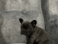 Kaliteli FRENCH BULLDOG yavrular