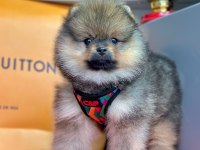 Safkan Pomeranian Boo Bebekler