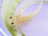 axolotl yavrular