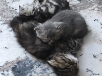 2 aylık kediler