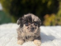A++ Kalitede Chihuahua Yavrumuz