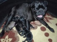 Pug yavruları