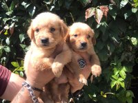 Golden retriever yavrular
