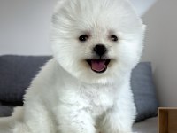 KAR BEYAZ AYI SURAT POMERANİAN BOO ERKEK YAVRU