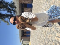 Maltipoo yavrularım sağlık ve ırk garantilidir