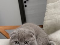 Scottish fold kedisi 55 günlük