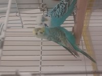 ÇOK UYGUNA ÇİFT MUHABBET KUŞU