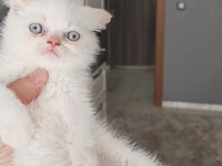 British shorthair kedimiz