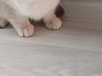 British scottish dişi erkek kedi vardır