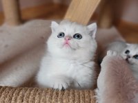 Muhteşem scottish fold yavrular