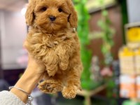 Yavru maltipoo