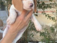 SDK çiftlikten elizabeth Beagle yavrular