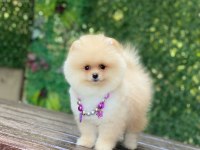 Pomeranian boo yavrularımız