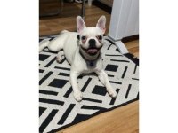 Ücretsiz Dişi French Bulldog