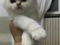 British Red Point yavrular