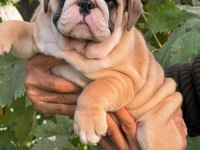 BULLDOG IRKININ EN İYİ DETAYLARI