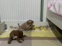 Anne altından kore boy amerikan Poodle bebekler