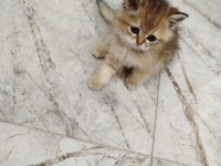 Yaklaşık 3 aylık sevimli british shorthair yavrumuz