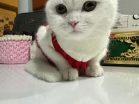 Kırık kulak cins kedimiz
