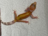 Morph garentili leopard gecko