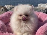 POMERANİAN BOO BEBEK KÖPEKLER