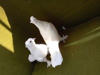 Limon takkalı takım güvercin