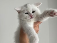 Dünya güzeli british longhair canlı görün