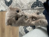 Mia 4 yaşında scottish fold güzel kızım yeni yuvasını arıyor