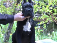Fcı-Kıf Şecereli Safkan Cane Corso Köpekler