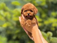 Toy poodle köpekler