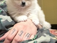 Yavru Pomeranian Boo