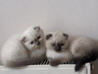 Scottish Shorthair ve British Shorthair Blue Point