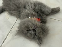 2 aylik British Longhair