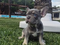 2 Renkli French Bulldog Yavruları Çiftlikten 