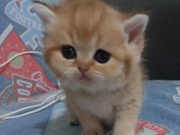 Safkan golden british shorthair