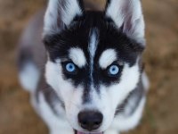 Mavi Gözleri İle Sizi Etkileyecek Husky Yavrular