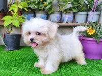 Teacup Dişi Kore Maltese