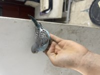 YENİ YEME DÜŞEN KUŞLAR HER RENK MEVCUT