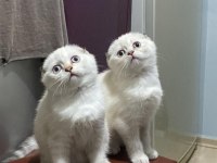 Dişi scottish fold yavrularım