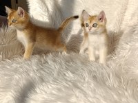 British shorthair golden yavrular