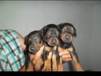 HARİKA KALİTEDE DOBERMAN YAVRULARI