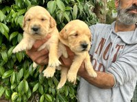 GOLDEN RETRİEVER YAVRULARI ÜCRETSİZ DEĞİLDİR