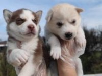 Husky yavrularımız ırk garantilidir