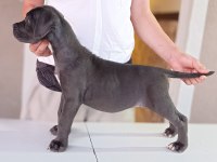 A Scr Fci-kif kayıtlı cane corso
