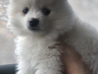 AYICIK SURAT DEĞİL AYICIĞIN KENDİSİ POMERANİAN BOO