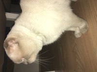 3.5 yaşında erkek scottish fold blue point