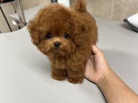 Orjinal Maltipoo Bebeklerimiz Yeni Evlerine Gitmeye Hazirlar