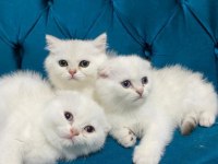 Sevimli scottish fold bebekler