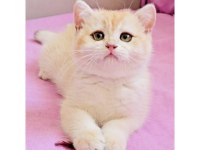 British shorthair çikolata kız