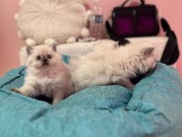KOCA KAFA KEDİLERİMİZ ORJINAL SAFKAN BEBEKLER